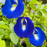 Blue Butterfly Pea Plant Live, Perennial Butterfly Pea 5-7 Inch Tall in 4 Inch Pot, Outdoor Garden Growing