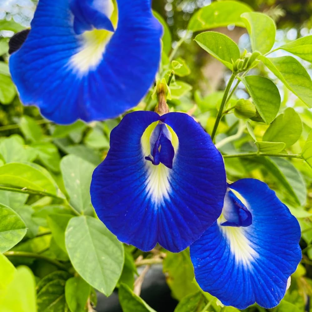 Blue Butterfly Pea Plant Live, Perennial Butterfly Pea 5-7 Inch Tall in 4 Inch Pot, Outdoor Garden Growing