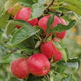 2-3 Ft Apple Tree Live Plant Bare Root, Live Apple Plant, Cold Hardy Fruit Plants for Home Garden Planting Spring (Gala)