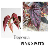 Begonia Live Plant Outdoor, Can Grow As Weeping Begonia, Fast-Growing, Easy-Care Flowering Plant for Gardens Containers, 5-9” Tall, No Pot, Begonia Maculata Plants (Pink Polka Dot)