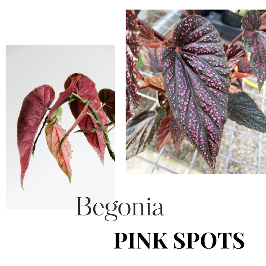 Begonia Live Plant Outdoor, Can Grow As Weeping Begonia, Fast-Growing, Easy-Care Flowering Plant for Gardens Containers, 5-9” Tall, No Pot, Begonia Maculata Plants (Pink Polka Dot)