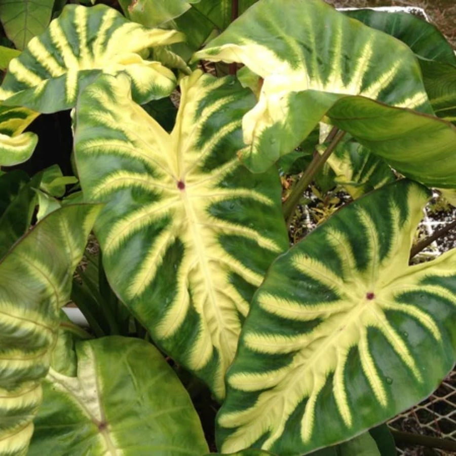 3 Colocasia Plants Live, Elephant Ear Caladium Esculenta Plants, 5 to 8 Inc Tall (Sunrise)