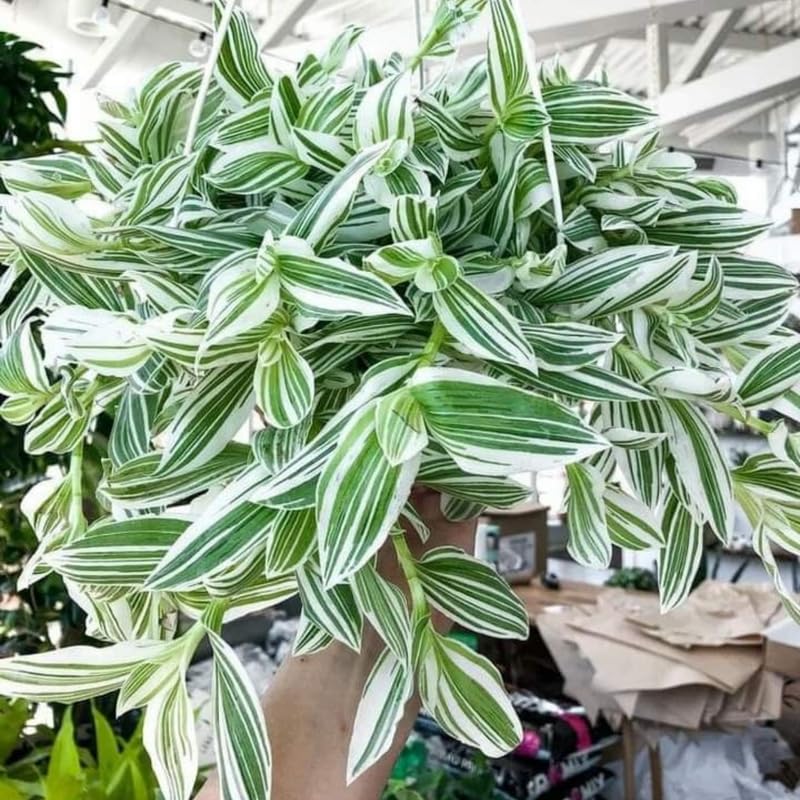 4 Variegated Wandering Jew Plants, Live Indoor Plant 3-5 Inches, Colorful Trailing Tradescantia for Home, Office and Hanging Baskets
