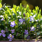 3 Live Vinca Minor Vine Plants, Periwinkle Ground Cover Plant 4 Inch Pot, Trailing Vinca Plant for Garden Borders, Landscape Beds or Outdoor Growing