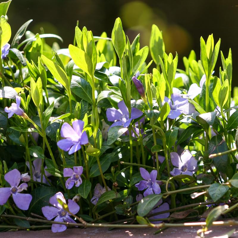 3 Live Vinca Minor Vine Plants, Periwinkle Ground Cover Plant 4 Inch Pot, Trailing Vinca Plant for Garden Borders, Landscape Beds or Outdoor Growing