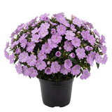 Light Purple Impatiens Live Plant in 4-Inch Pot, Impatiens Plant 3-5 Inch Tall, Flowering Annual for Gardens and Containers
