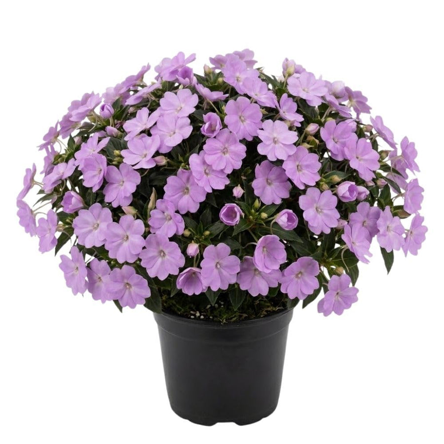 Light Purple Impatiens Live Plant in 4-Inch Pot, Impatiens Plant 3-5 Inch Tall, Flowering Annual for Gardens and Containers