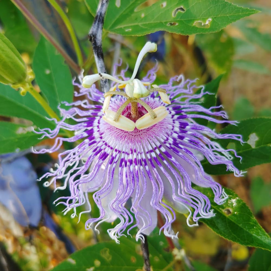 Purple Maypop Passion Flower Vine Plant, 4-7 Inch Starter Plant - Cold Hardy Passiflora Incarnata Climbing Vine, Vibrant Blooms, Passiflora Plant in Soil