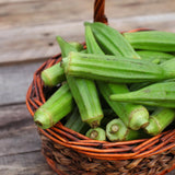 2 Live Green Okra Plants, 4 to 8 Inches Tall, Okra Starter Plants, Fast-Growing Vegetable Plants for Raised Beds and Gardens