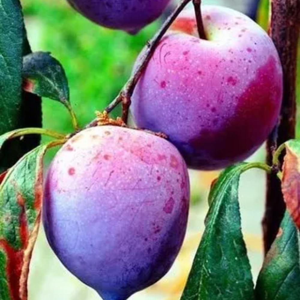 2 American Plum Trees Live Plants, 1 to 2 Year Old, Bareroots 18-24" Tall, Plum Plant Live for Planting, Plum Tree Plant Ready to Grow, from 6 to 12 Inch Height
