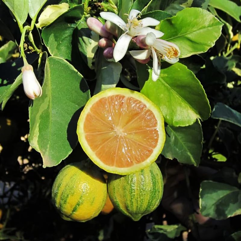 Variegated Pink Lemon Tree Live, Grafted Citrus Tree 3 Feet Tall, Pink Lemon Fruit Tree