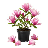 Magnolia Tree Live Plant in 2.5'' Pot, Magnolia Starter Tree, Ornamental Flowering Tree, Outdoor or Container Growing (Jane Magnolia)