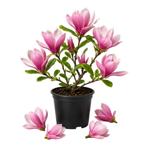 Magnolia Tree Live Plant in 2.5'' Pot, Magnolia Starter Tree, Ornamental Flowering Tree, Outdoor or Container Growing (Jane Magnolia)