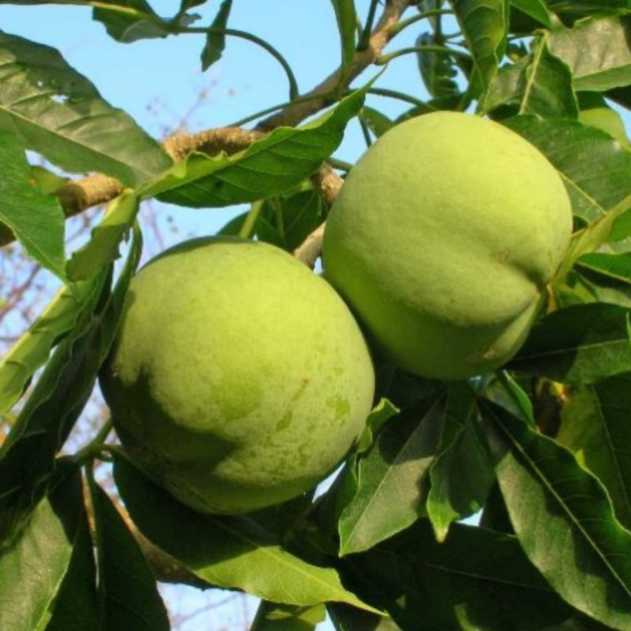 Live White Sapote Fruit Tree, Tropical Sapote Plant, 1.5 Feet Tall in a 1 Gallon Pot for Growing