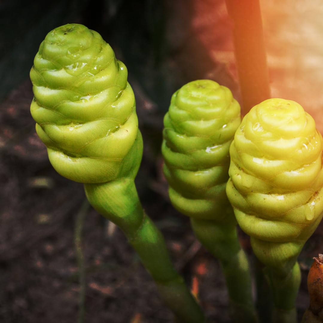 Set of 2 Shampoo Ginger Rhizome Plant for Planting, Awapuhi Ginger 3–5 Inches Tall, Suitable for Outdoor Garden or Containers