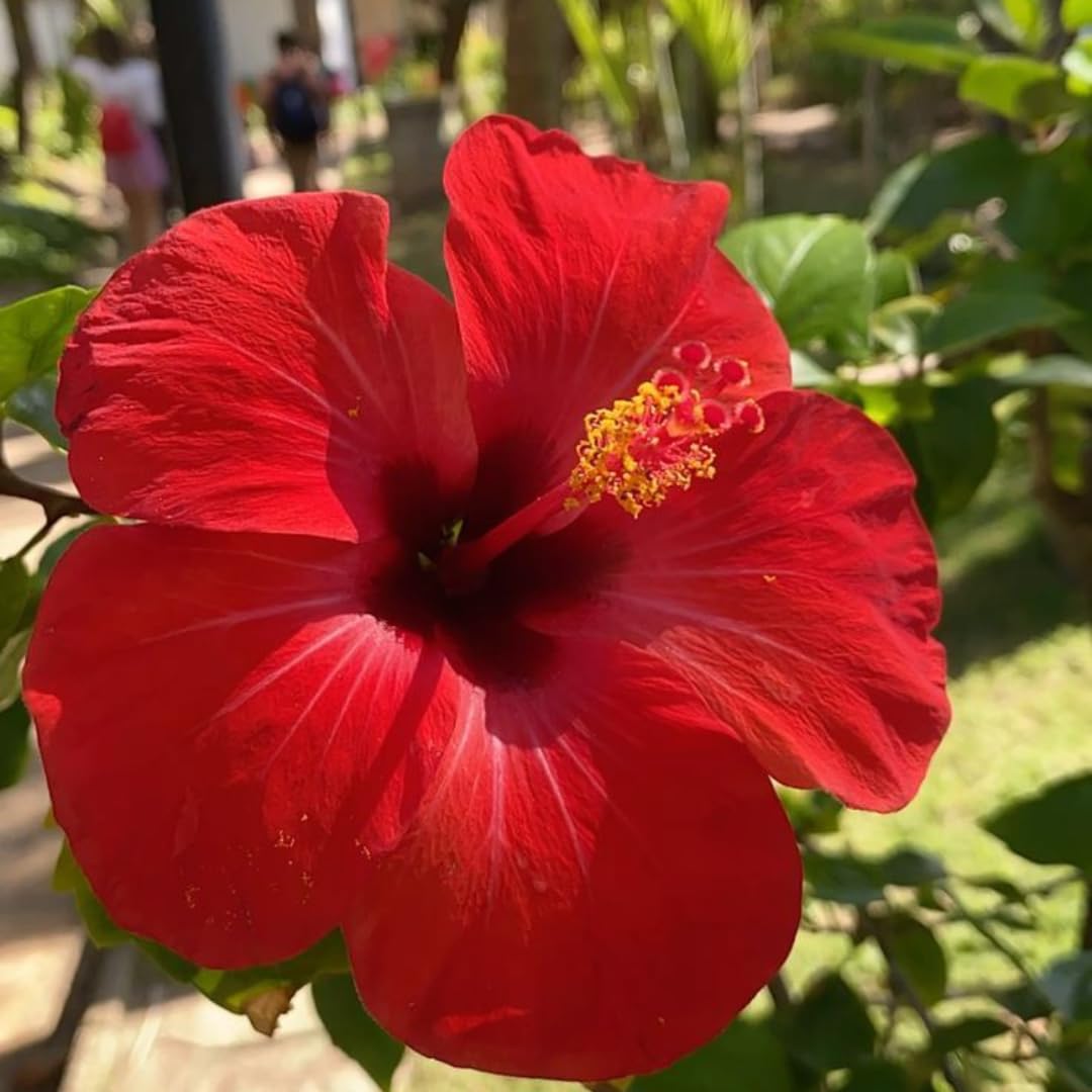 Set of 7 Hibiscus Cuttings for Planting, Tropical Flowering Plants, Ready to Grow, Suitable for Outdoor Garden or Containers (Red Hibiscus)