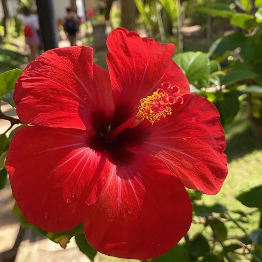 Set of 7 Hibiscus Cuttings for Planting, Tropical Flowering Plants, Ready to Grow, Suitable for Outdoor Garden or Containers (Red Hibiscus)