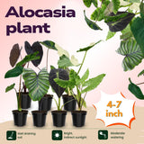 3 Alocasia Plants in 4 Inch Pot, Hardy Perennial Elephant Ear Plants, Tropical Indoor Plant Well Rooted