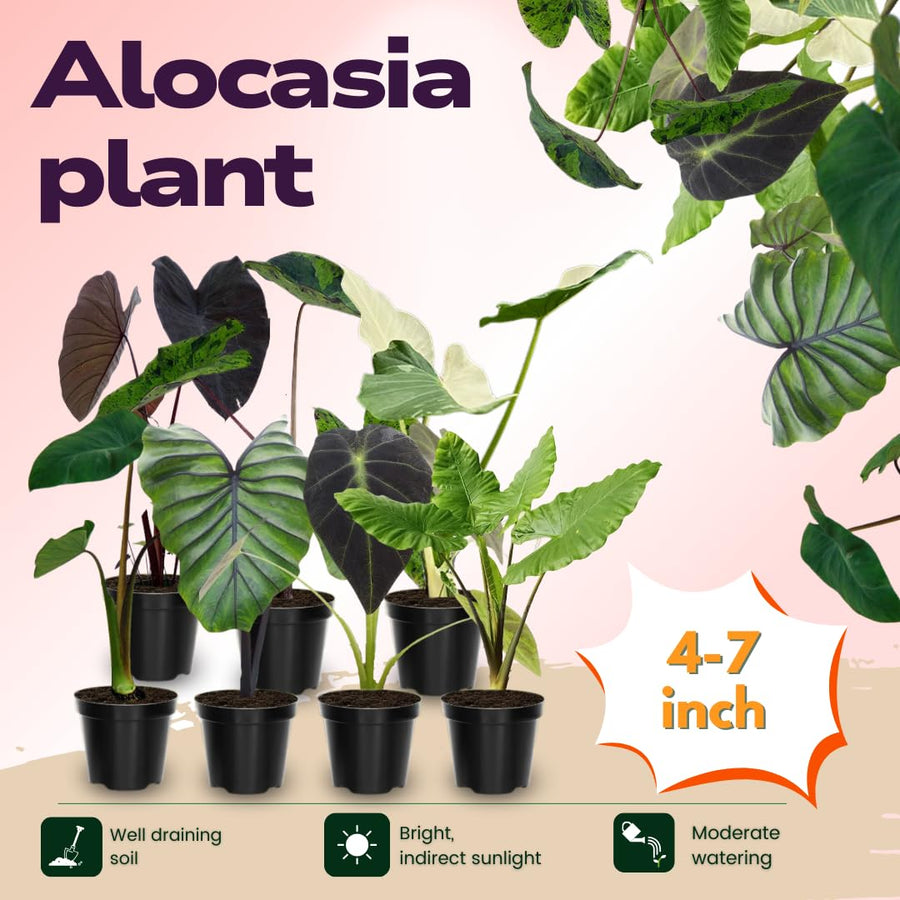 3 Alocasia Plants in 4 Inch Pot, Hardy Perennial Elephant Ear Plants, Tropical Indoor Plant Well Rooted