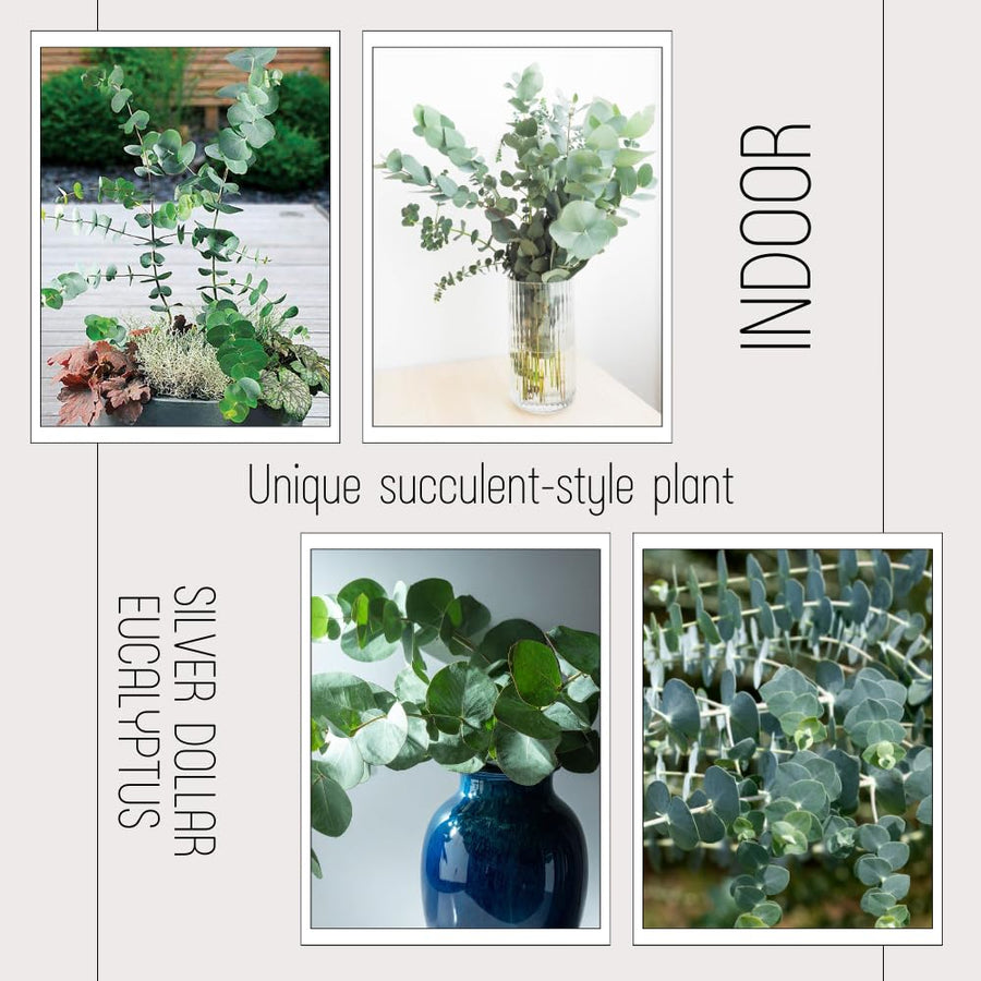 Baby Blue Eucalyptus Plant Live, Eucalyptus Live Plants, in 2.5" Pot, Well-Rooted Starter Plants for Indoor Outdoor Growing