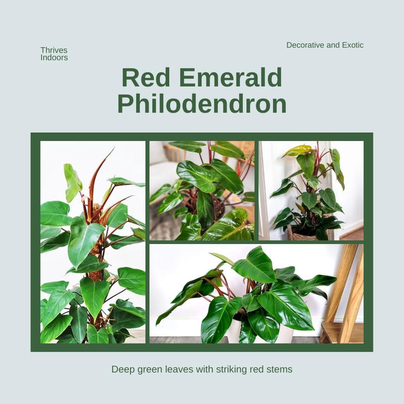 2 Red Philodendron Live Plant 5-9" Tall, Rare Tropical Indoor Houseplant Home Garden