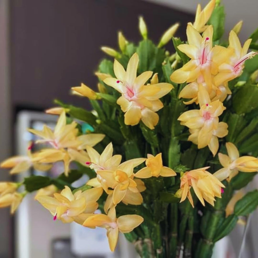 Yellow Christmas Cactus Plant Live Christmas Cactus, Holiday Cactus Live Plant Pot, Houseplant, 5 to 7 Inc Tall