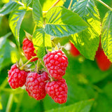1 Heritage Raspberry Plant Live for Planting, 14-20 Inch Height, Red Raspberry Bush Live Plant Potted, Raspberry Fruit Tree