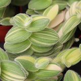 Velvet Tradescantia Plant 3.5'' Pot, Fuzzy Foliage Wandering Jew Houseplant, Easy Care Indoor Trailing Plant