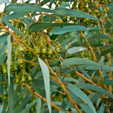 (Plug Size) Lemon Eucalyptus Tree, Eucalyptus Plant Live, 2-4 Inches Tall, Dormant, No Leaf Until Spring, Fragrant Leaf for Home Decor
