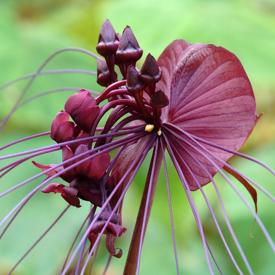 2 Black Tacca Plants Live in 2 Inch Pot - Black Bat Flower Houseplant Great for Indoor and Outdoor Gardening - Easy to Care