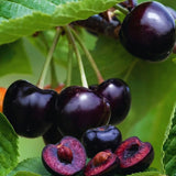 2 Black Cherry Trees Live Plants Bare Roots, Sweet Cherry Fruit Tree Plant for Gardening Outdoor, 1 to 1.5 FeetTall