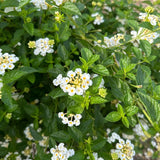 2 Lantana Plants Live, Perennial Live Flowering Lantana, Container Growing 4-9 Inch Tall - White