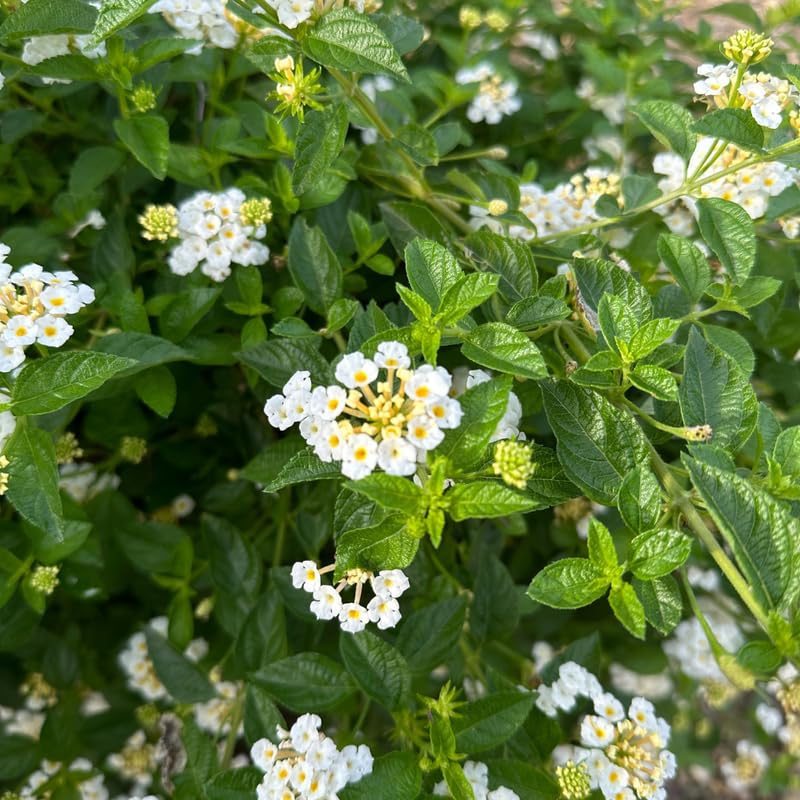 2 Lantana Plants Live, Perennial Live Flowering Lantana, Container Growing 4-9 Inch Tall - White