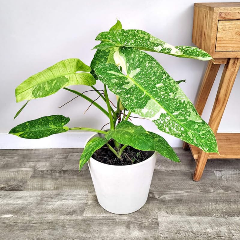 2 Rare Philodendron Live Plants Varieties Collection, Philodendrons Plants Size 5-9 Inc for Indoor Houseplant Décor, Ornamental Tropical Well-Rooted (Most Popular Philodendron Plants)