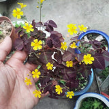 Live Burgundy Yellow Oxalis Plant, Shamrock Plant, 4-8 Inches Tall, Ready for Planting
