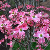 Pink Dogwood Tree Live Plant in Quart Pot, Flowering Dogwood Tree for Outdoor Garden, Ornamental Tree for Landscape, Yard or Garden Planting