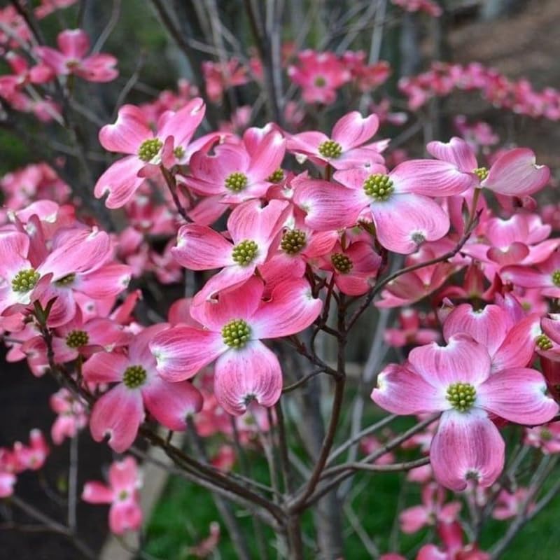 Pink Dogwood Tree Live Plant in Quart Pot, Flowering Dogwood Tree for Outdoor Garden, Ornamental Tree for Landscape, Yard or Garden Planting
