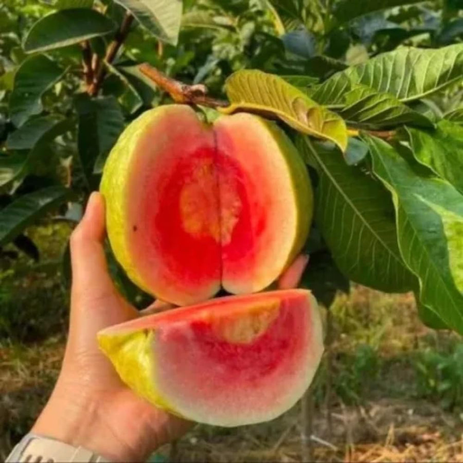 Pink Guava Tree Live, 8-10 Inc Tall Tropical Fruit Tree, Sweet Guava Plant for Outdoor or Indoor Planting, Well-Rooted