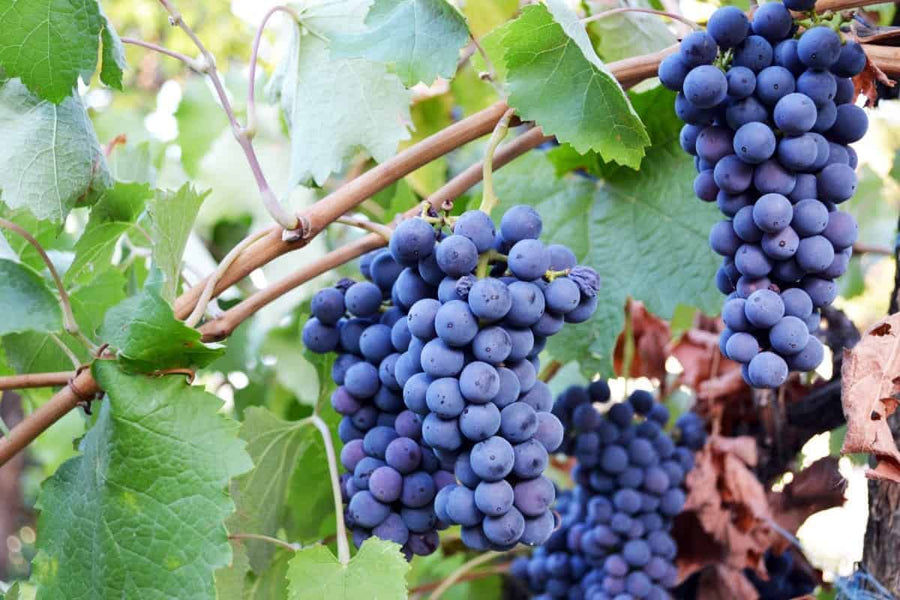 Blue Purple Grape Vine Plant, Bareroot 1-2 Years Olds, Grape Plant Live for Planting, Grape Fruits Tree Live Plant