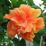 Hibiscus Plant Live, Hardy Hibiscus Flowers Colorful Blooms for Outdoor Landscapes, 8-10 Inch Height, Hibiscus Shrubs, No Pot, Well-Rooted (Double Golden Peach Hibiscus)