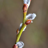 Pussy Willow Live Plant, Pussy Willow Tree, 2,5'' Pot, 4-8 Inches Tall, Ornamental Shrub for Garden Beds, Landscapes and Container Growing