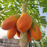 Red Papaya Tree Live, Tropical Papaya Fruit Plant 2 Feet Tall for Home Garden and Containers