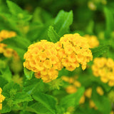 Set 3 Lantana Plants Live for Planting, 6-9 Inch Height, Ornamental Lantana Live Plants Ready to Grow (Yellow Gold Lantana)