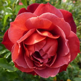 Rose Bush Live Plant - Rose Plant Live Shrub - Bareroot with Soil 5-10 Inch Tall - Fragrant Rose Flowers Heirloom Rose Shrub (Hot Rose)