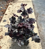 Purple Black Heuchera Live Plant, Coral Bells Shrubs Perennial, Well Rooted Plants 4-7 Inch Tall