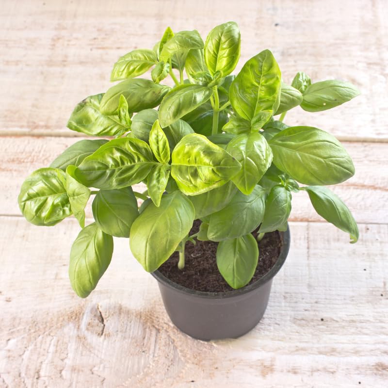 Sweet Basil Plant in 3 Inch Pot, Fragrant Leaves Herb Basil Plant Live Potted, for Planting in Containers, Gardens