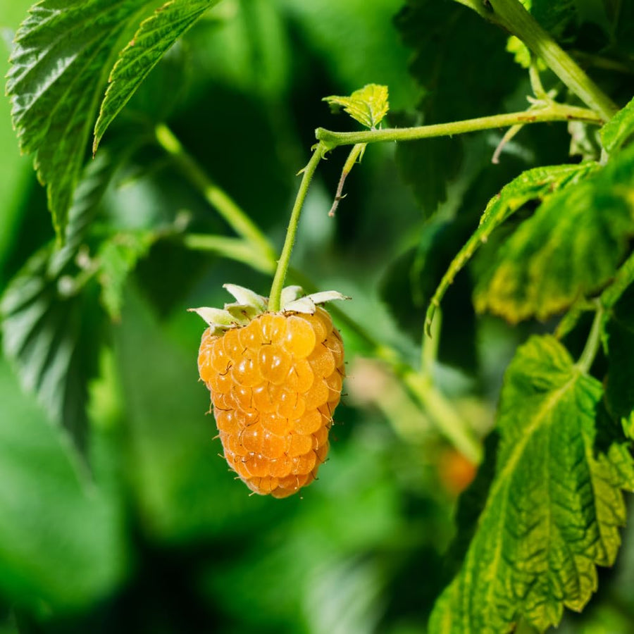 Pack 2 Fall Gold Raspberry Plants Live, Size 5-9 Inch Tall, Raspberry Trees Live Plants, Sweet Raspberry Bush Shrub