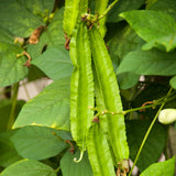 25 Winged Bean Seeds for Planting, Vegetable Vine Plant Seeds Gardening