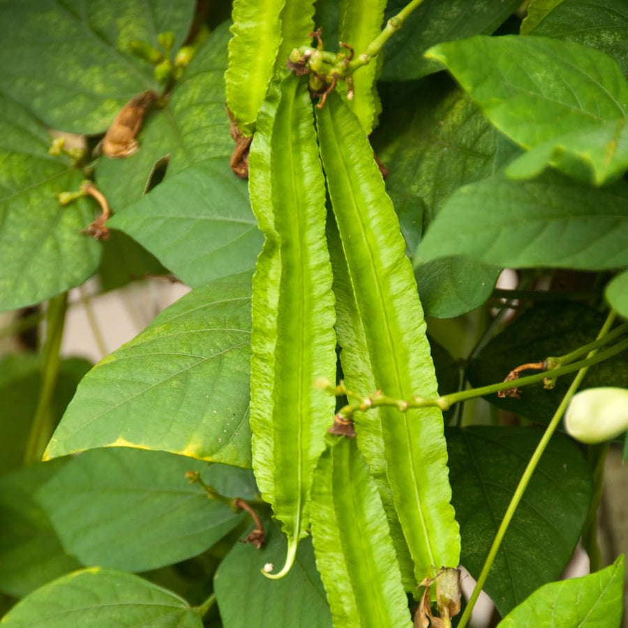 25 Winged Bean Seeds for Planting, Vegetable Vine Plant Seeds Gardening