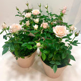 Light Pink Mini Rose Plant Live, Miniature Rose Bush in 3" Pot, Indoor Outdoor Flowering Plant, Compact Live Rose for Gifts and Gardens